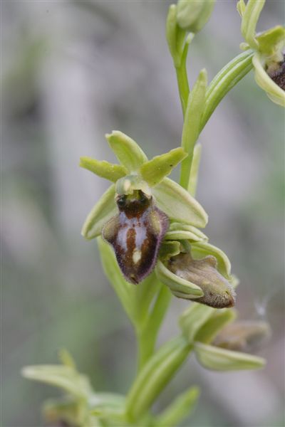 Ophrys....????